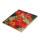 Claret Cup Kaktus Wildblumen Fliese (Seite)