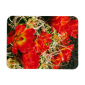 Claret Cup Kaktus Wildblumen Magnet (Horizontal)