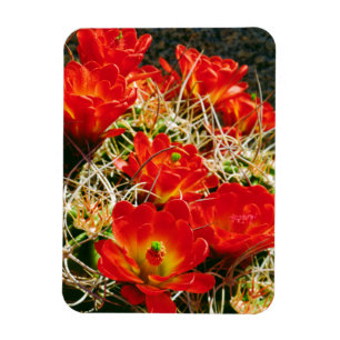 Claret Cup Kaktus Wildblumen Magnet