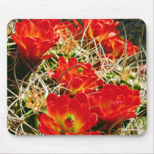 Claret Cup Kaktus Wildblumen Mousepad