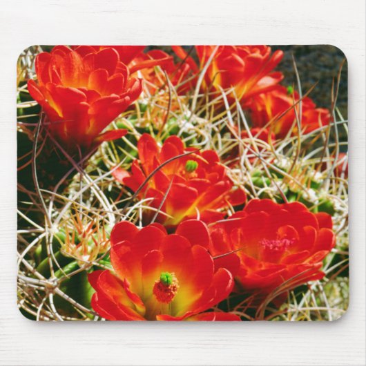 Claret Cup Kaktus Wildblumen Mousepad (Vorne)