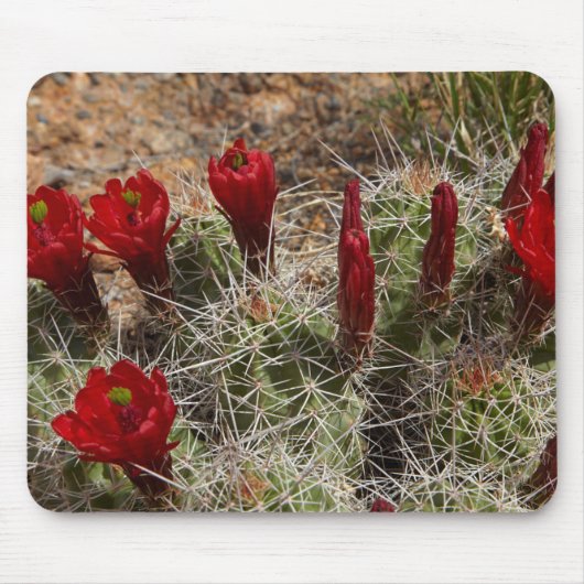 Claret Cup Kaktusblüten 2 Mousepad (Vorne)