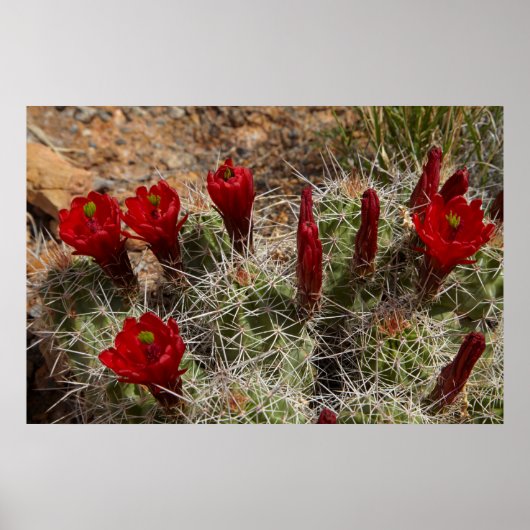 Claret Cup Kaktusblüten 2 Poster (Vorne)