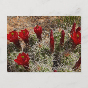 Claret Cup Kaktusblüten 2 Postkarte