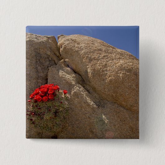 Claret Cup oder Mojave-Kakteen in Blüte Button (Vorderseite)