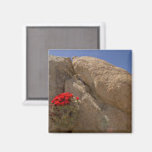 Claret Cup oder Mojave-Kakteen in Blüte Magnet (Vorderseite/Rückseite)