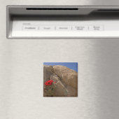 Claret Cup oder Mojave-Kakteen in Blüte Magnet (In Situ (Geschirrspüler))