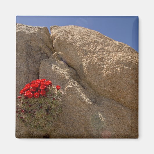 Claret Cup oder Mojave-Kakteen in Blüte Magnet (Vorne)