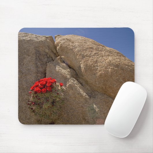 Claret Cup oder Mojave-Kakteen in Blüte Mousepad (Mit Mouse)