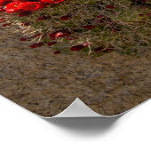 Claret Cup oder Mojave-Kakteen in Blüte Poster (Ecke)