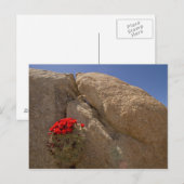 Claret Cup oder Mojave-Kakteen in Blüte Postkarte (Vorne/Hinten)