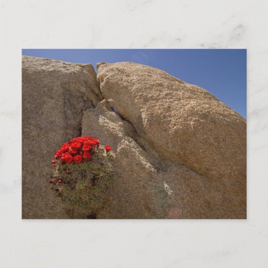 Claret Cup oder Mojave-Kakteen in Blüte Postkarte (Vorderseite)