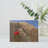 Claret Cup oder Mojave-Kakteen in Blüte Postkarte (Stehend Vorderseite)