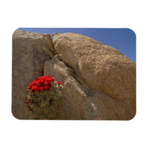 Claret Cup oder Mojave-Mound-Kaktee in Blüte Magnet