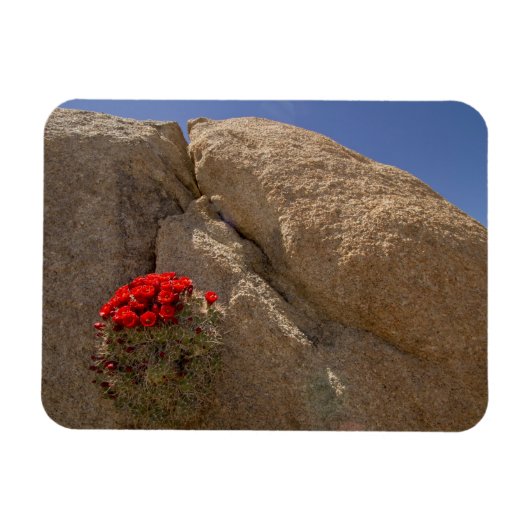 Claret Cup oder Mojave-Mound-Kaktee in Blüte Magnet (Horizontal)