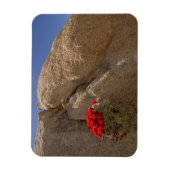 Claret Cup oder Mojave-Mound-Kaktee in Blüte Magnet (Vertikal)