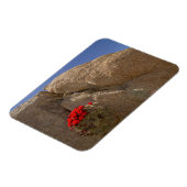 Claret Cup oder Mojave-Mound-Kaktee in Blüte Magnet (Linke Seite)