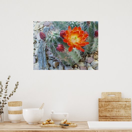 Claret Cup Poster (Küche)