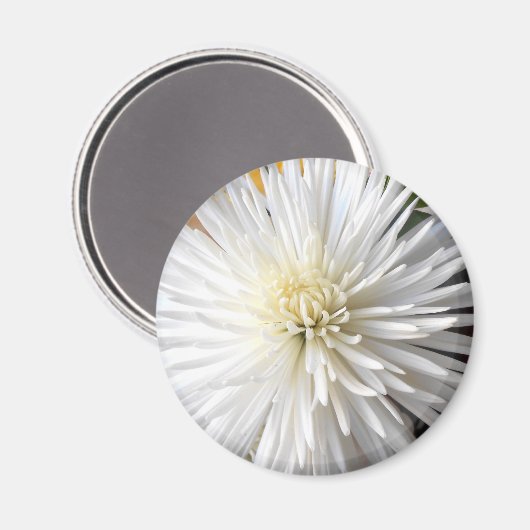 Claricia Magnet (Vorderseite/Rückseite)