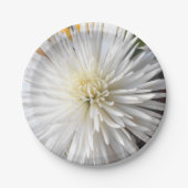 Claricia Pappteller (Vorderseite)