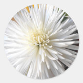 Claricia Runder Aufkleber (Vorderseite)