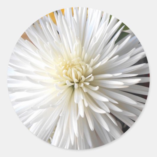 Claricia Runder Aufkleber (Vorderseite)