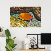 Clarion Angelfish II Poster (Heimbüro)