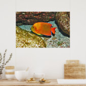 Clarion Angelfish II Poster (Küche)