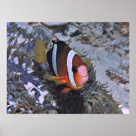 Clarke-Anenomefisch Poster (Vorne)
