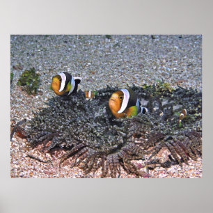 Clarke-Anenomefisch Poster