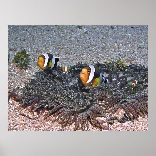 Clarke-Anenomefisch Poster (Vorne)