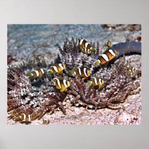 Clarke's Anenomefish Family Poster