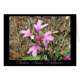 Clarkia - Idaho-Wildblume (leere Karte)