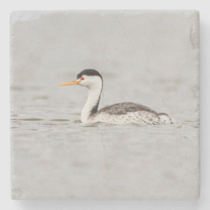 Clarks Grebe auf einem ruhigen See Steinuntersetzer
