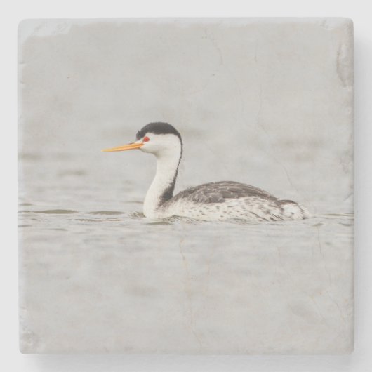 Clarks Grebe auf einem ruhigen See Steinuntersetzer (Vorderseite)
