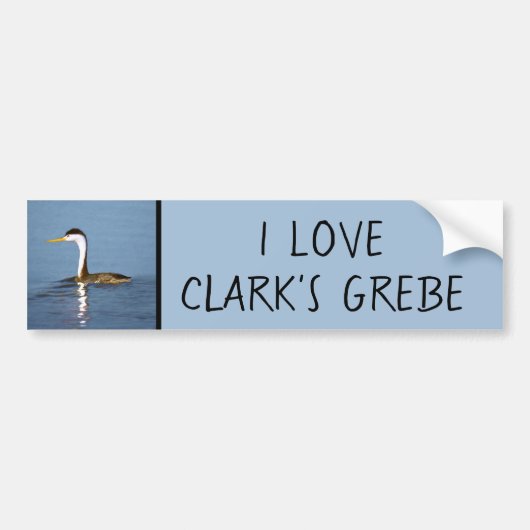 Clark's Grebe Painting - Original Bird Art Autoaufkleber (Vorne)
