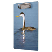Clark's Grebe Painting - Original Bird Art Klemmbrett (Links)