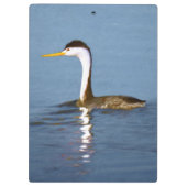Clark's Grebe Painting - Original Bird Art Klemmbrett (Rückseite)
