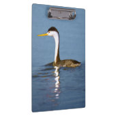 Clark's Grebe Painting - Original Bird Art Klemmbrett (Rechts)