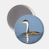 Clark's Grebe Painting - Original Bird Art Magnet (Vorderseite/Rückseite)