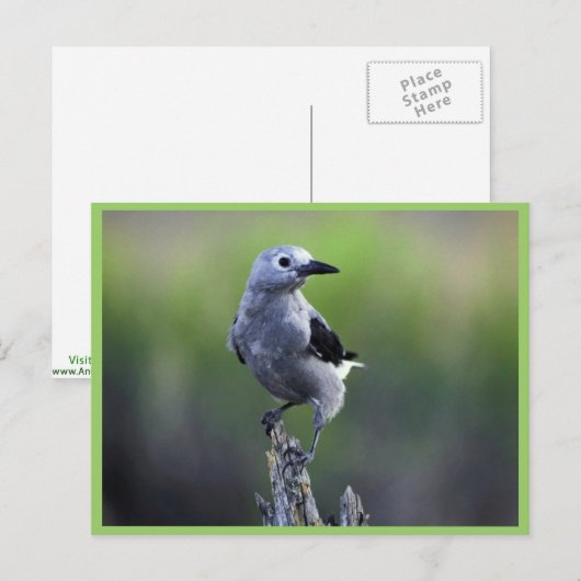 Clarks Nussknacker Postkarte (Vorne/Hinten)