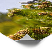 Clarks Nutcracker im Rocky Mountain Nationalpark Poster (Ecke)