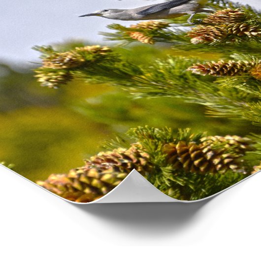 Clarks Nutcracker im Rocky Mountain Nationalpark Poster (Ecke)