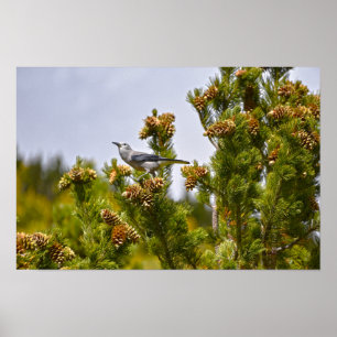 Clarks Nutcracker im Rocky Mountain Nationalpark Poster