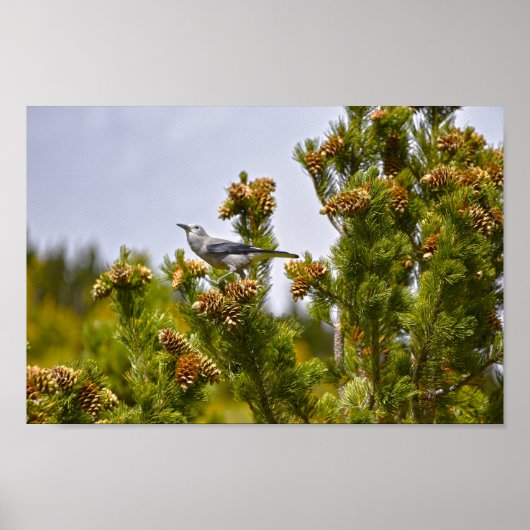 Clarks Nutcracker im Rocky Mountain Nationalpark Poster (Vorne)