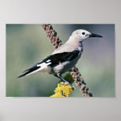 Clarks Nutcracker Poster (Vorne)
