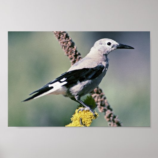 Clarks Nutcracker Poster (Vorne)