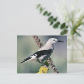 Clarks Nutcracker Postkarte (Stehend Vorderseite)