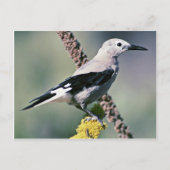 Clarks Nutcracker Postkarte (Vorderseite)