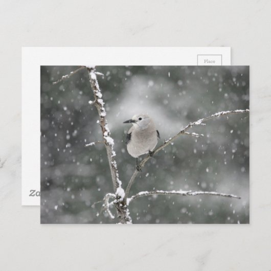 Clarks Nutcracker Postkarte (Vorne/Hinten)